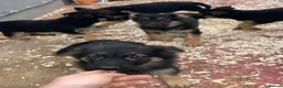 German Shepherd dogs for sale: German Shepard Puppies - Advert 3