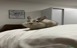 Lionhead rabbits for sale: Rabbits to new family - Advert 2