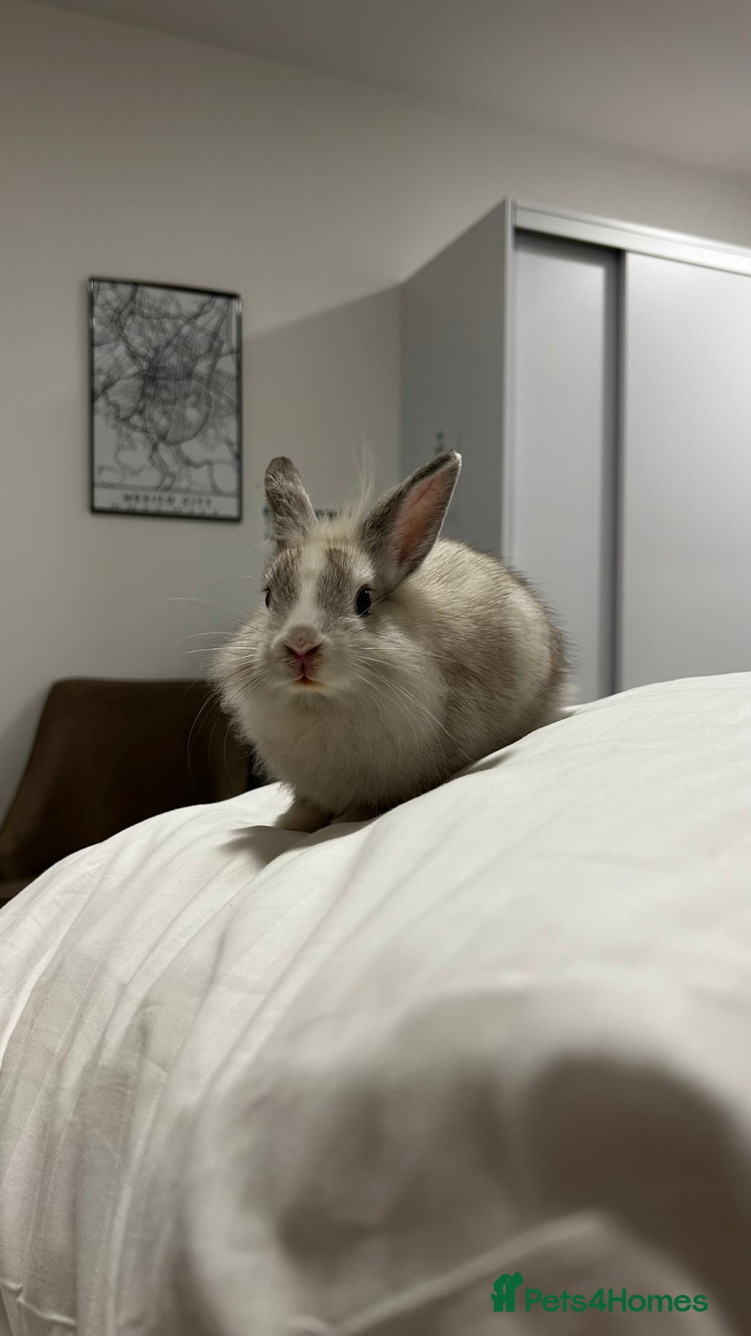 Lionhead rabbits for sale: Rabbits to new family - Advert 2