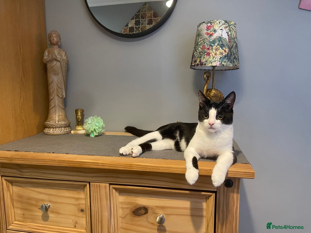 Mixed Breed cats for sale: Male kitten - Advert 22