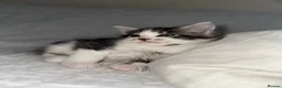 Maine Coon cats for sale: GORGEOUS MAINE COON KITTENS - Advert 17