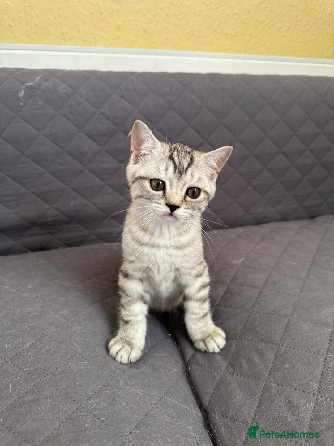 British Shorthair cats for sale: 5 Stunning British Shorthair - Image 13