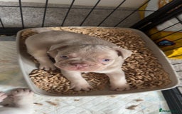French Bulldog dogs for sale: KC registered French Bulldog puppies. READY 31/8 - Image 24