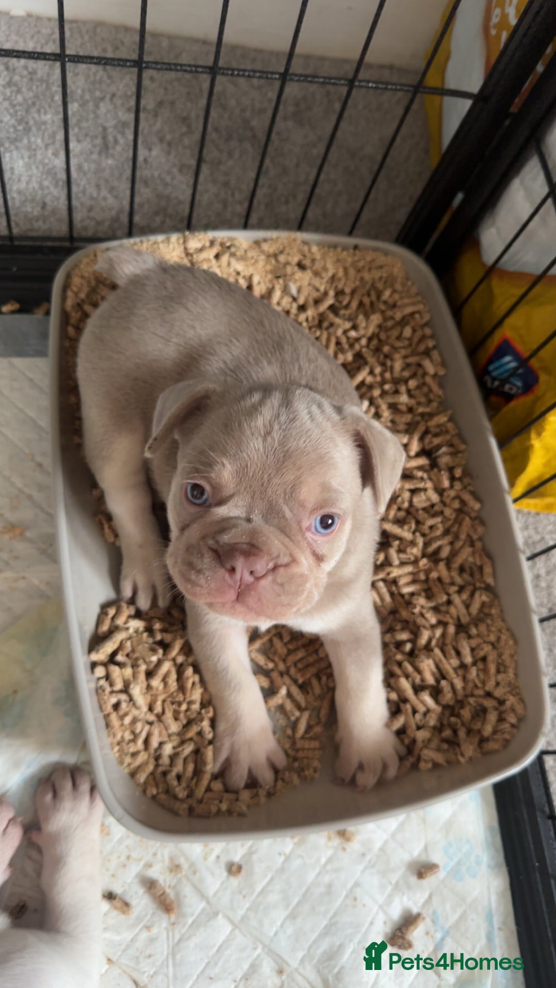 French Bulldog dogs for sale: KC registered French Bulldog puppies. READY 31/8 - Image 24