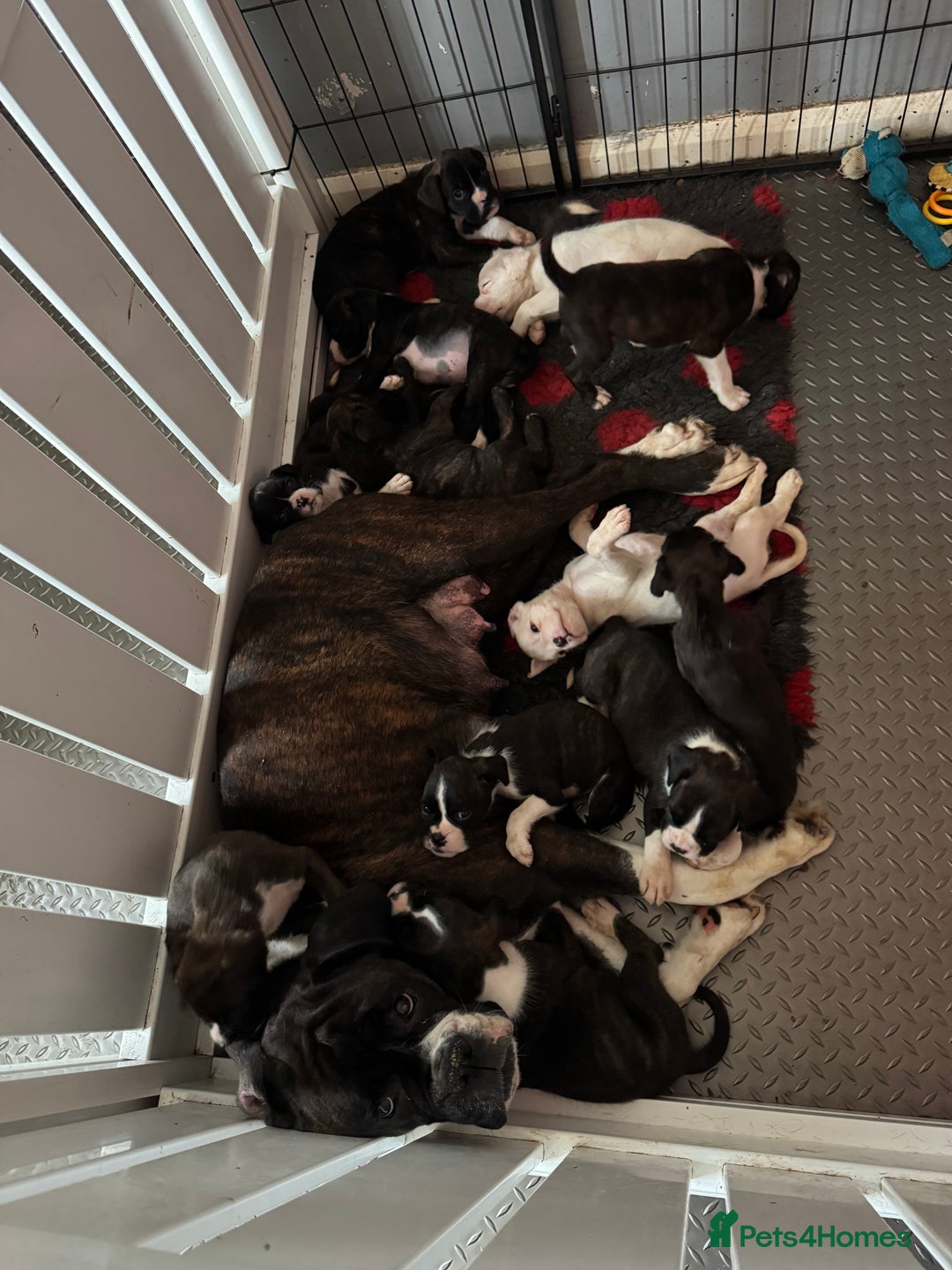 Boxer dogs for sale: LAST 2 boxer puppies  - Advert 2