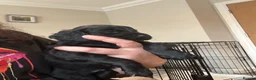 Cockapoo dogs for sale: F2 cockapoo puppies - Advert 7