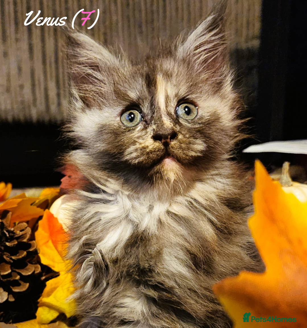 Maine Coon cats for sale: TICA Registered Kittens for Sale  - Image 31