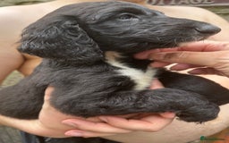 Afghan Hound dogs for sale: Afghan Hound Litter  - Image 8