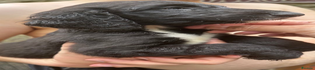 Afghan Hound Puppy 6
