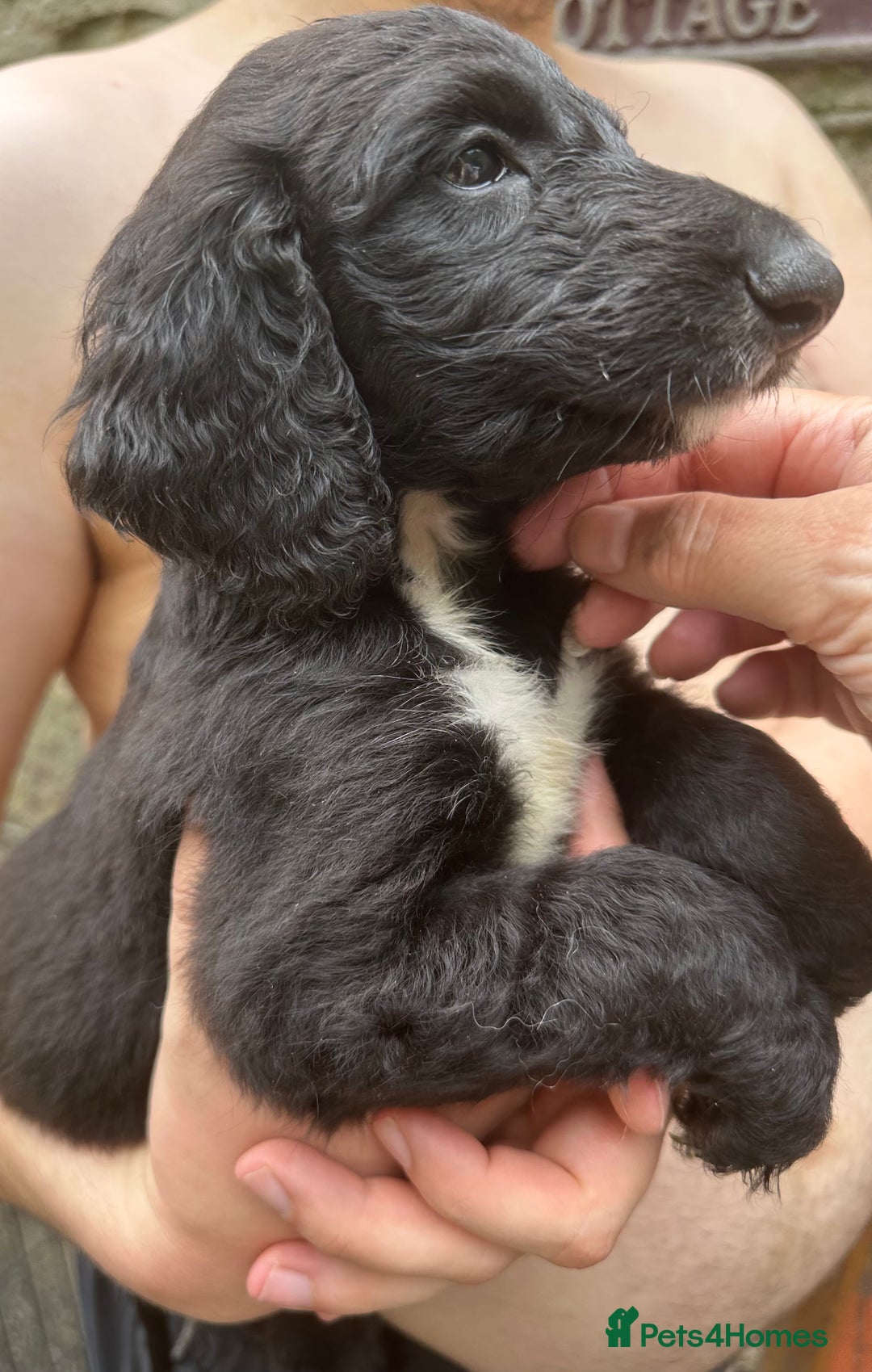 Afghan Hound dogs for sale: Afghan Hound Litter  - Image 8