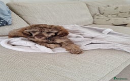 Miniature Poodle dogs for stud: For Stud, Health Tested Toy Poodle in Wareham - Image 14