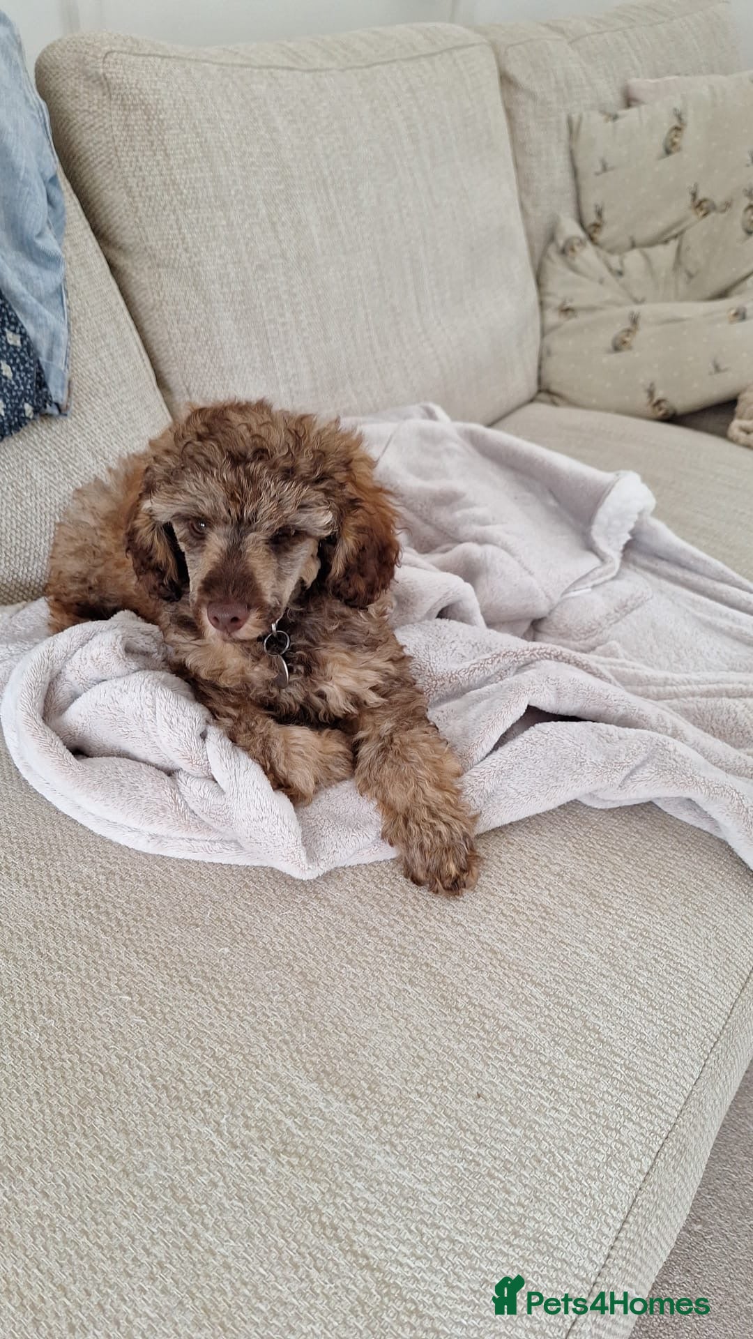 Miniature Poodle dogs for stud: For Stud, Health Tested Toy Poodle in Wareham - Image 14