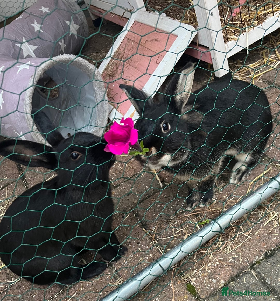 Lionhead rabbits for sale: Coco & Binky Neutered & Fully Bonded Rabbits - Image 1