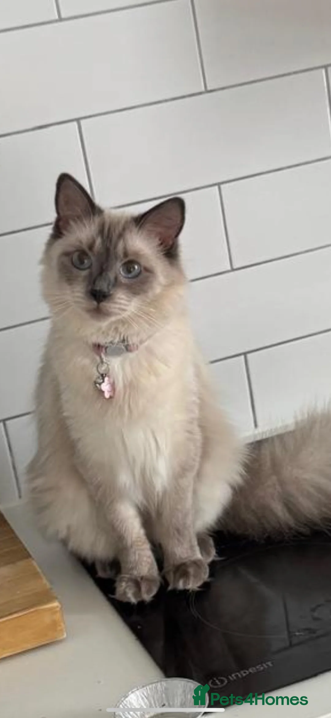 Ragdoll cats for sale: Bluebell the ragdoll in Sheffield - Advert 1