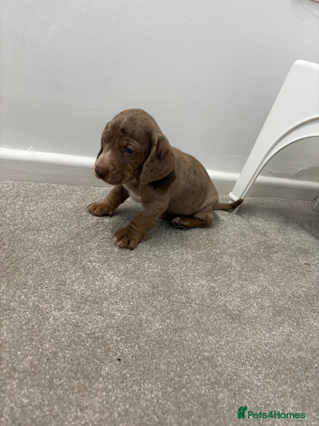 Miniature Dachshund dogs for sale: Miniature dachshund X cocker spaniel puppies  - Advert 11