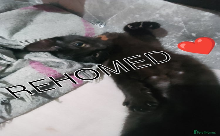 Ragdoll cats - Advert 16