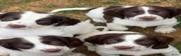 English Springer Spaniel dogs for sale: HEALTH TESTED QUALITY ENGLISH SPRINGER SPANIELS  - Advert 6
