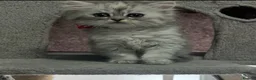 Persian cats for sale: Beautiful long haired Persian Kittens - Advert 27