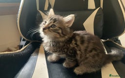 Mixed Breed cats for sale: Five Gorgeous Kittens available now ! - Image 26