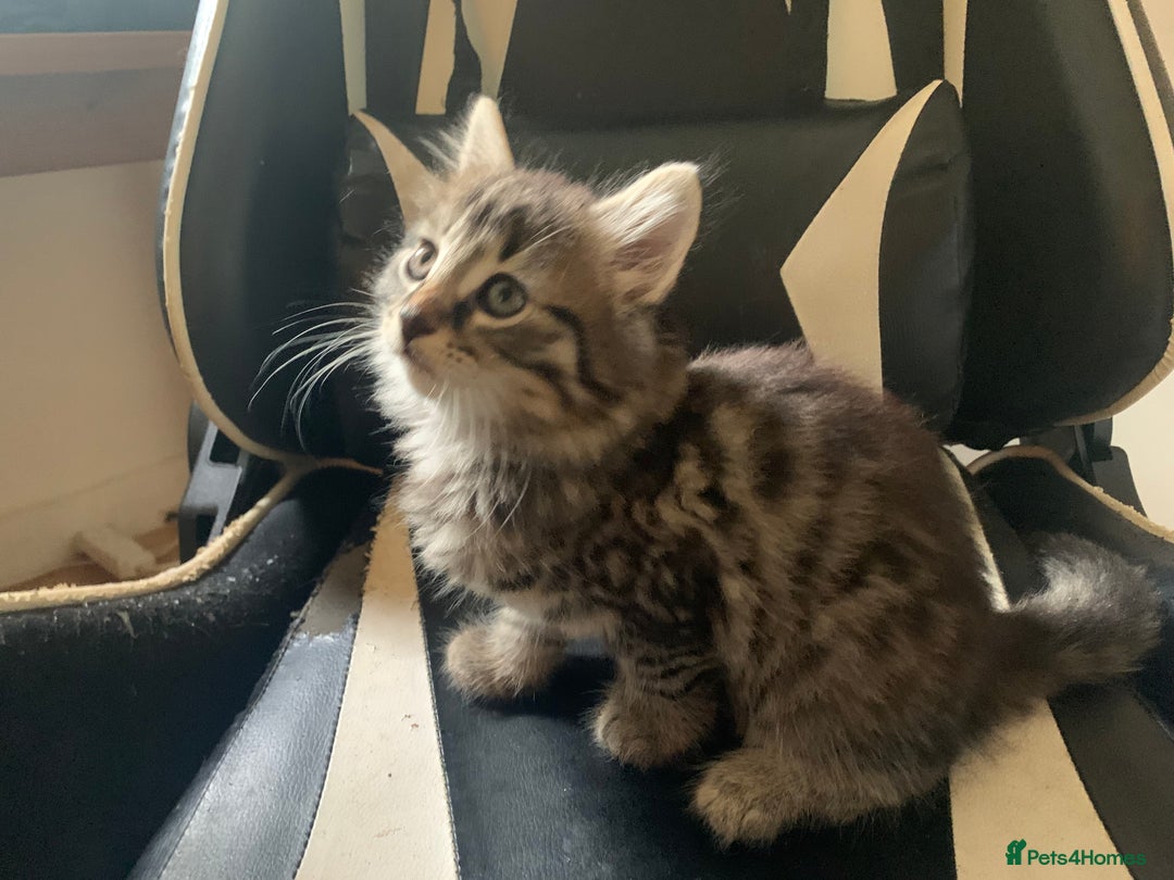 Mixed Breed cats for sale: Five Gorgeous Kittens available now ! - Image 26