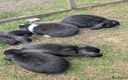 Mini Lop rabbits for sale: Mini lop babies  - Image 6