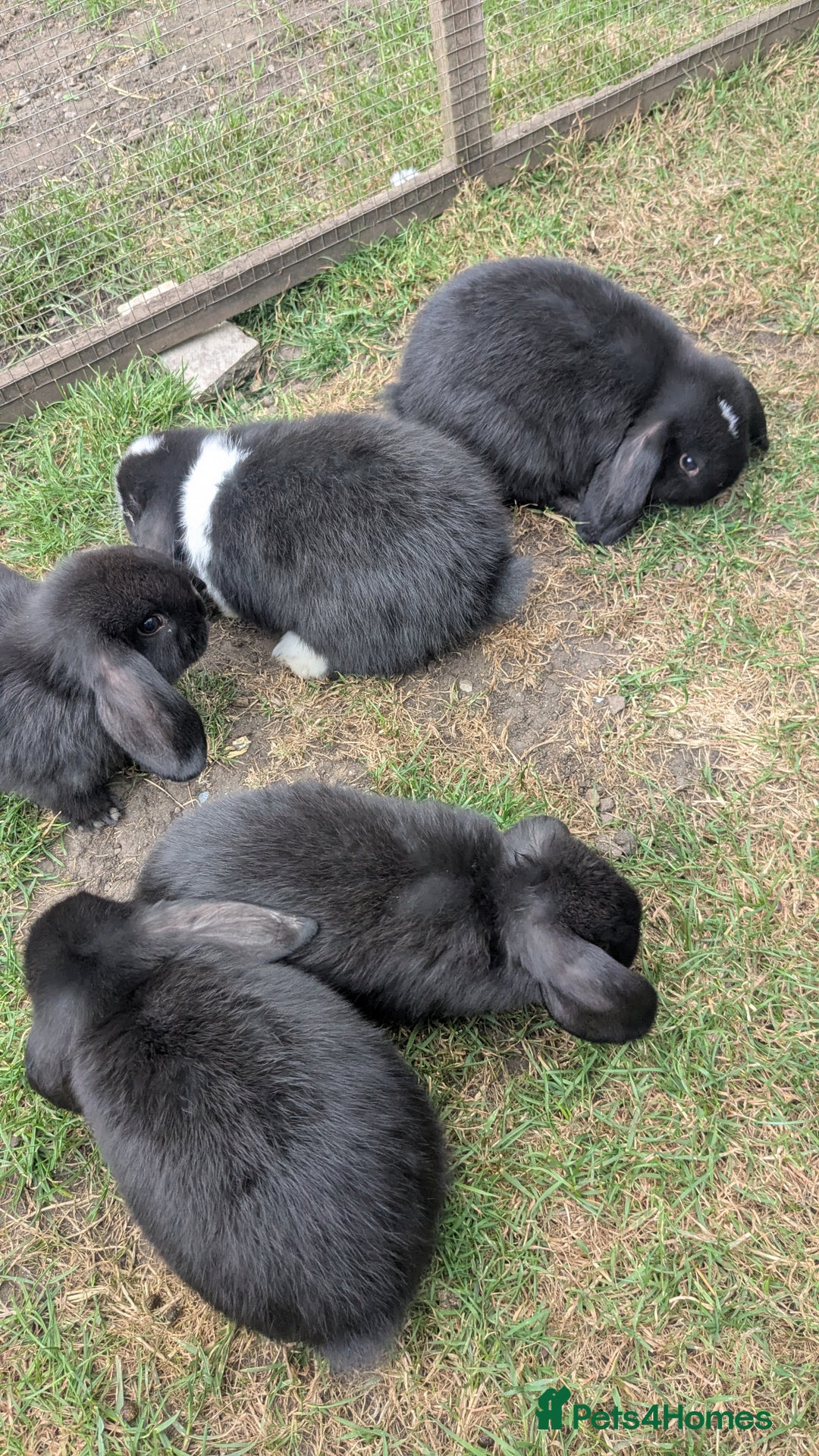 Mini Lop rabbits for sale: Mini lop babies  - Image 6