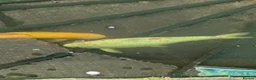 Koi Carp fish for sale: Japanese Koi Carp x 3 huge Golden Orfe x 1 - Advert 6