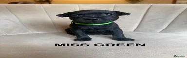 Miss Green