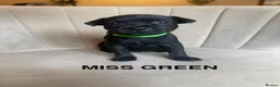Staffordshire Bull Terrier dogs for sale: Black KC Reg/Health Tested Staffordshire Puppies. - Advert 3