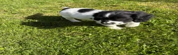 Sproodle dogs for sale: Ready to leave stunning sproodles - Advert 9