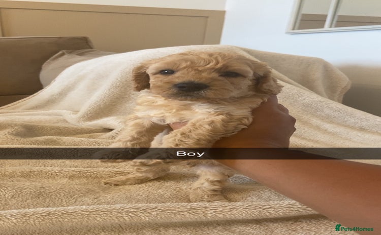 Cockapoo dogs - Advert 16