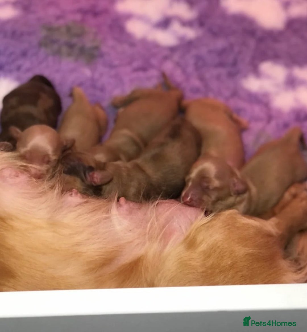 Miniature Dachshund dogs for sale: Cream Miniature Long-Haired Dachshund Puppies! - Image 4