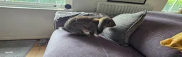 French Lop rabbits for sale: French lop rabbit  in Plymouth - Advert 5