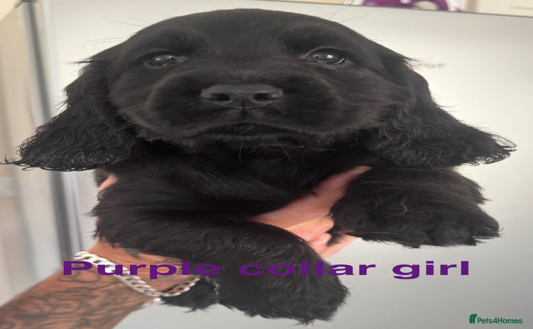 Sprocker dogs - Advert 8