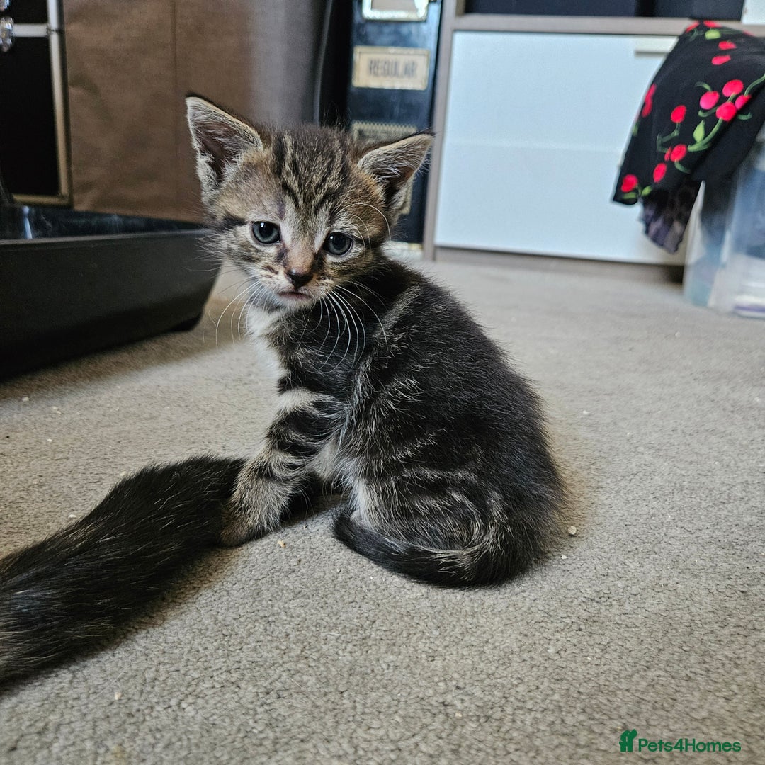Domestic Shorthair cats for sale: 4 Gorgeous Kittens  - Image 8