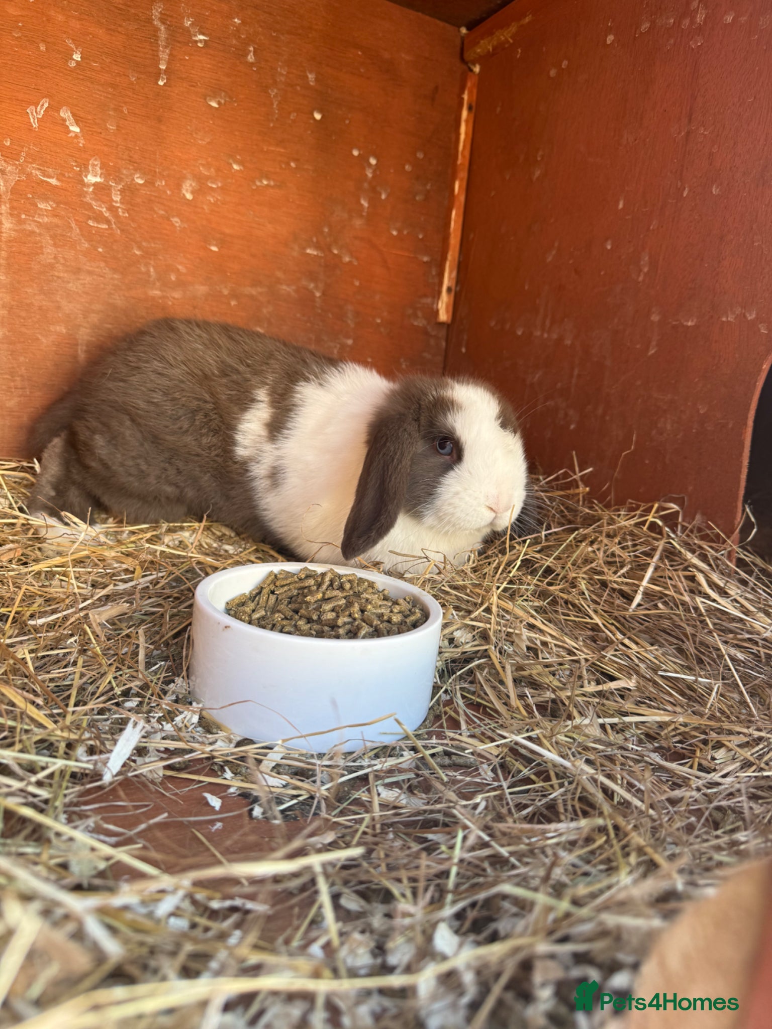 Mini Lop rabbits Pure Mini lop babies - Advert 3