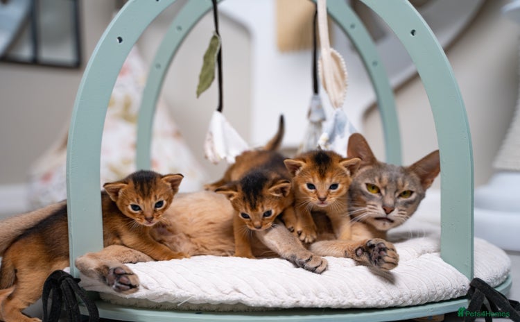 Abyssinian cats - Advert 1