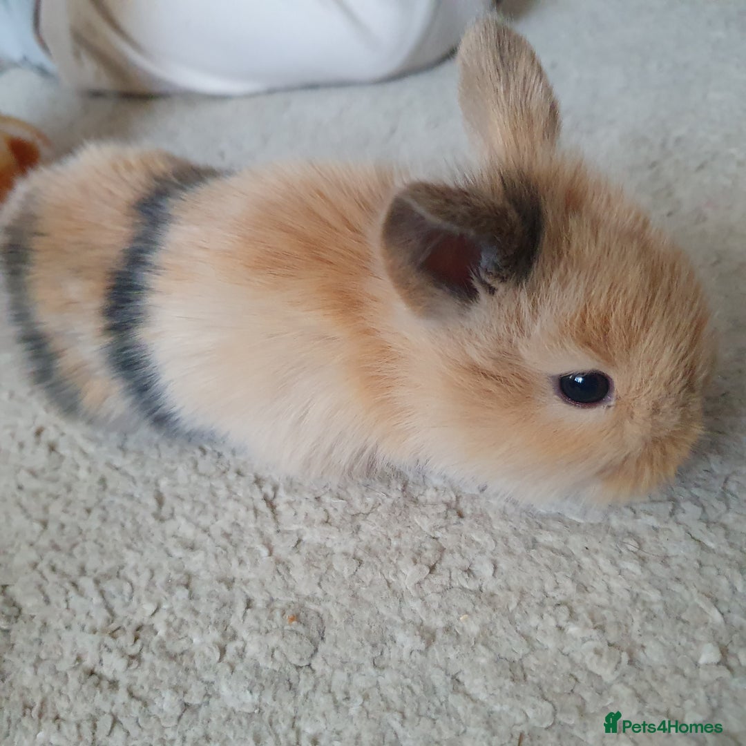 Lionhead rabbits for sale: Baby bunny's  - Advert 4
