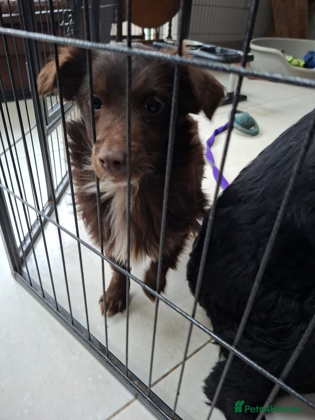 Mixed Breed dogs for adoption: Bear - North Walsham Norfolk  - Advert 6