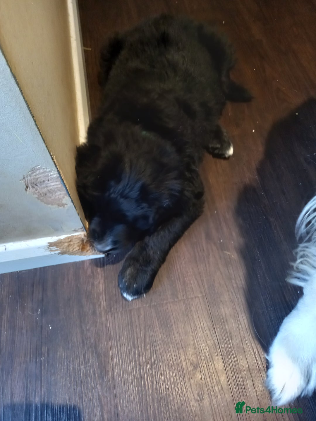 Mixed Breed dogs for sale: Golden Mountain Dog Pups - Advert 8