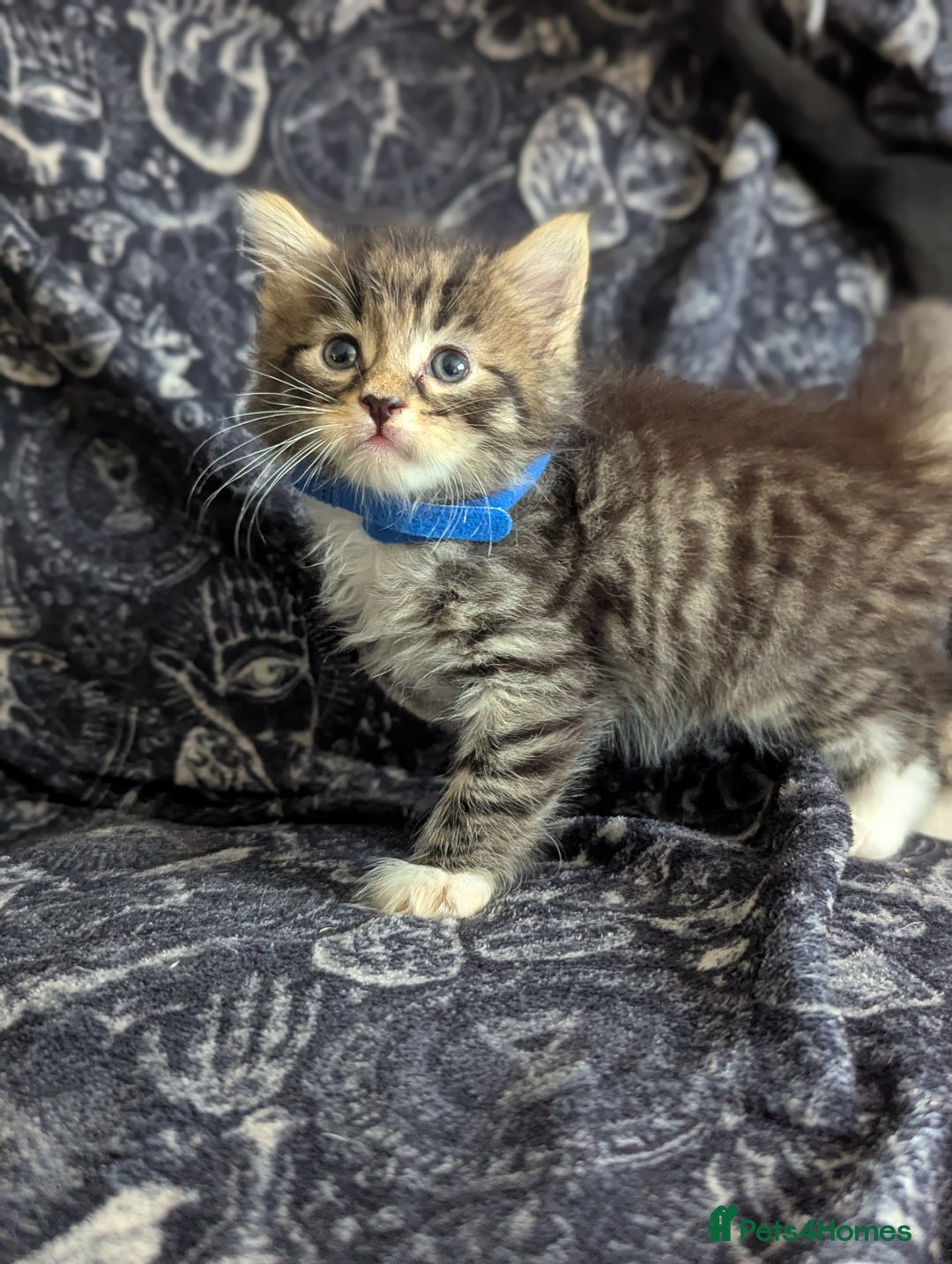 Maine Coon cats for sale: Maine Coon kittens  - Image 9