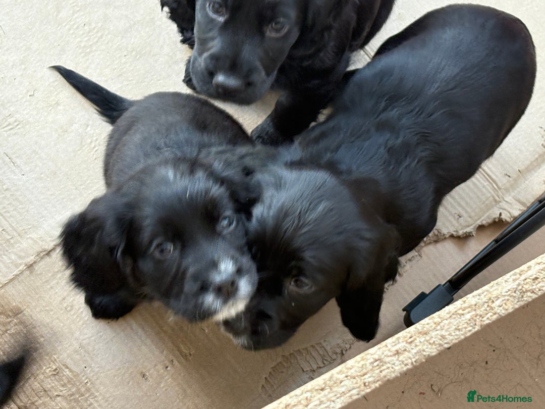 Cocker Spaniel dogs for sale: 2 Black and White Cocker Spaniel Pups - Advert 5