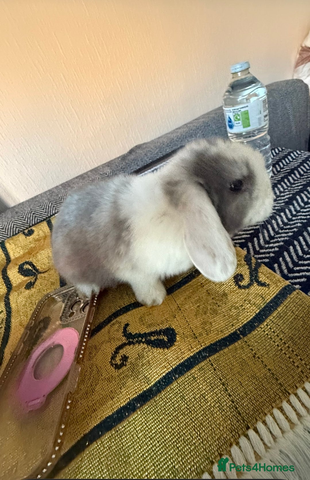 Mixed Breed rabbits for sale: Rabbit - Image 4