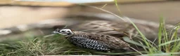 Quail poultry for sale: Montezuma quail mearns quail pre order  in Rotherham - Advert 4