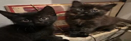 Mixed Breed cats for sale: Kittens for sale  - Advert 16