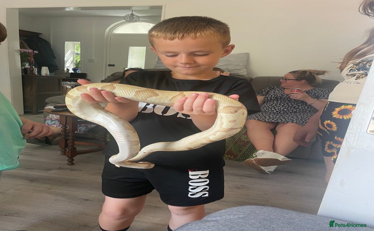 Python Snake reptiles - Advert 1