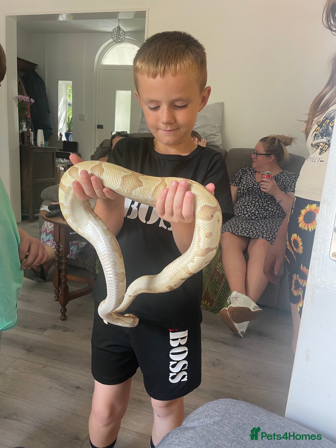 Python Snake reptiles for sale: Banana python with set up 3 years old  - Image 1