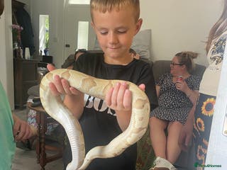 Python Snake reptiles Banana python with set up 3 years old - Advert 13