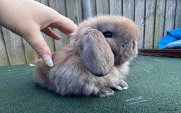 Mini Lop rabbits for sale: TOP QUALITY baby mini lops - Image 9