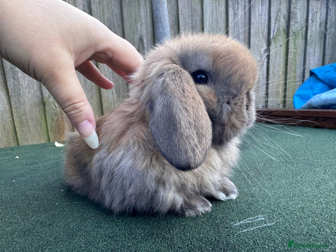 Mini Lop rabbits for sale: TOP QUALITY baby mini lops - Image 9